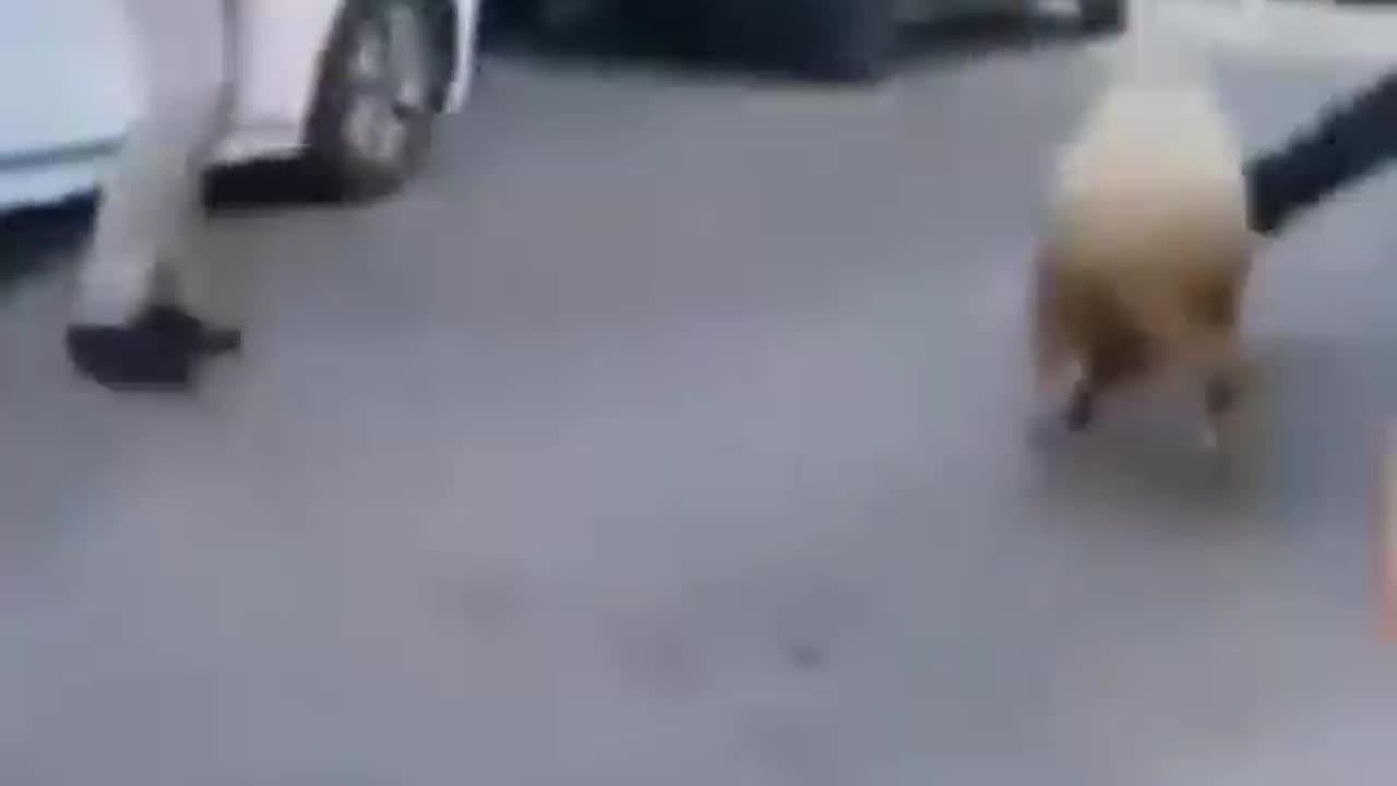 Funny animal video