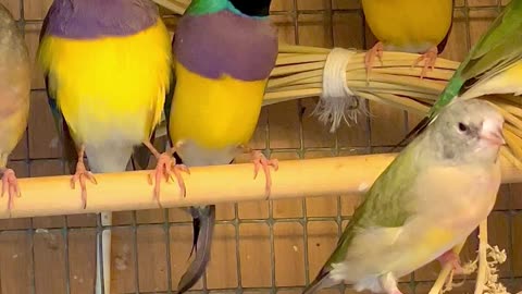 Flock of gouldian finches - red-headed, orange-head and black headed gouldians