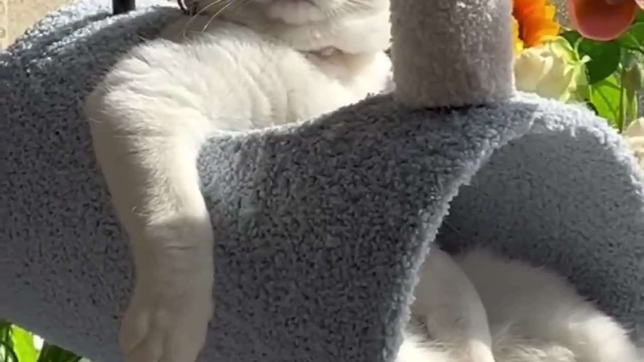 LOL SUPER FUNY AND CUTE CAT VIDEO