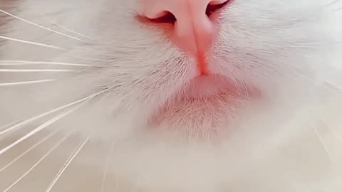 funny cats meow baby cute compilation