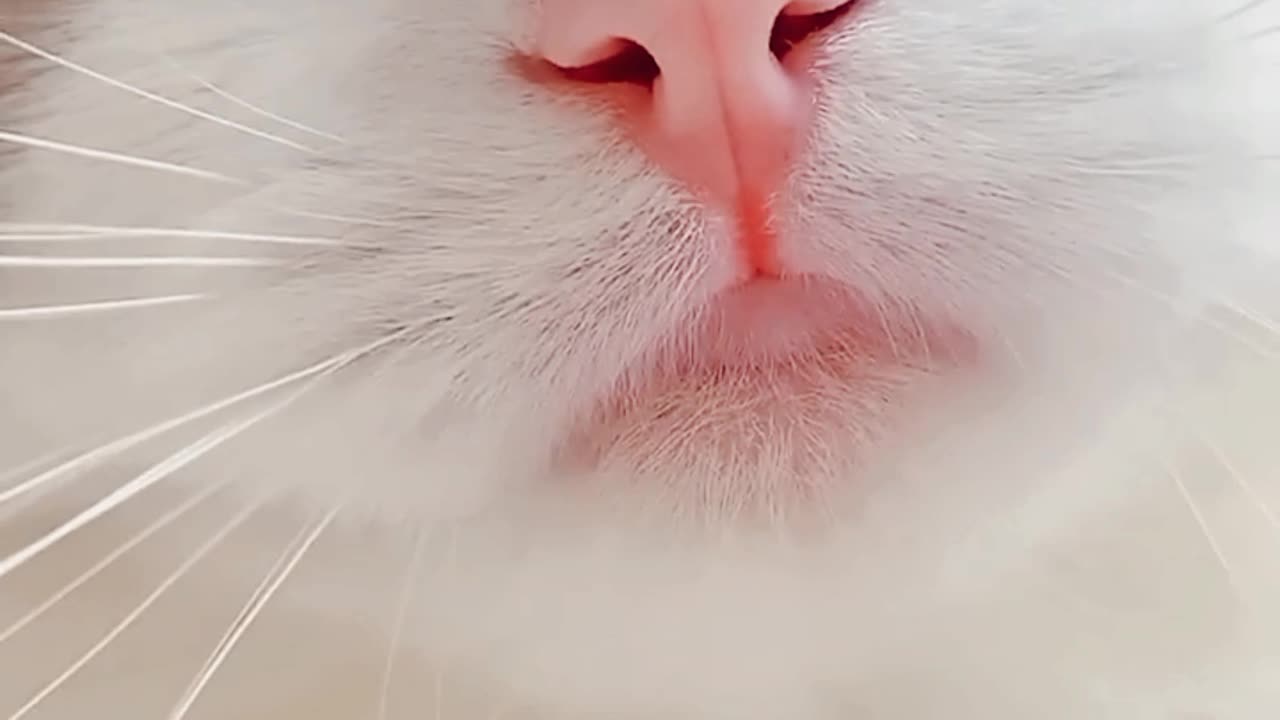funny cats meow baby cute compilation