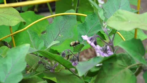 Beneficial Insects You Want in your Garden - The Gardener's Best Friends!