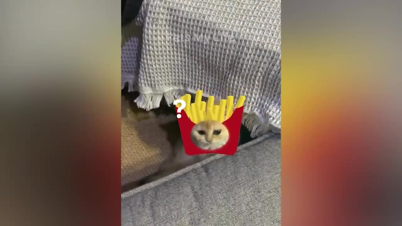 FUNNY ANIMALS VIDEOS