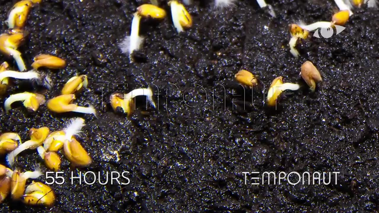 Cress Seeds Germination and Growth Time-lapse