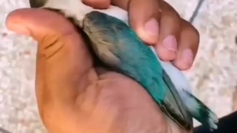 Birds_Lover