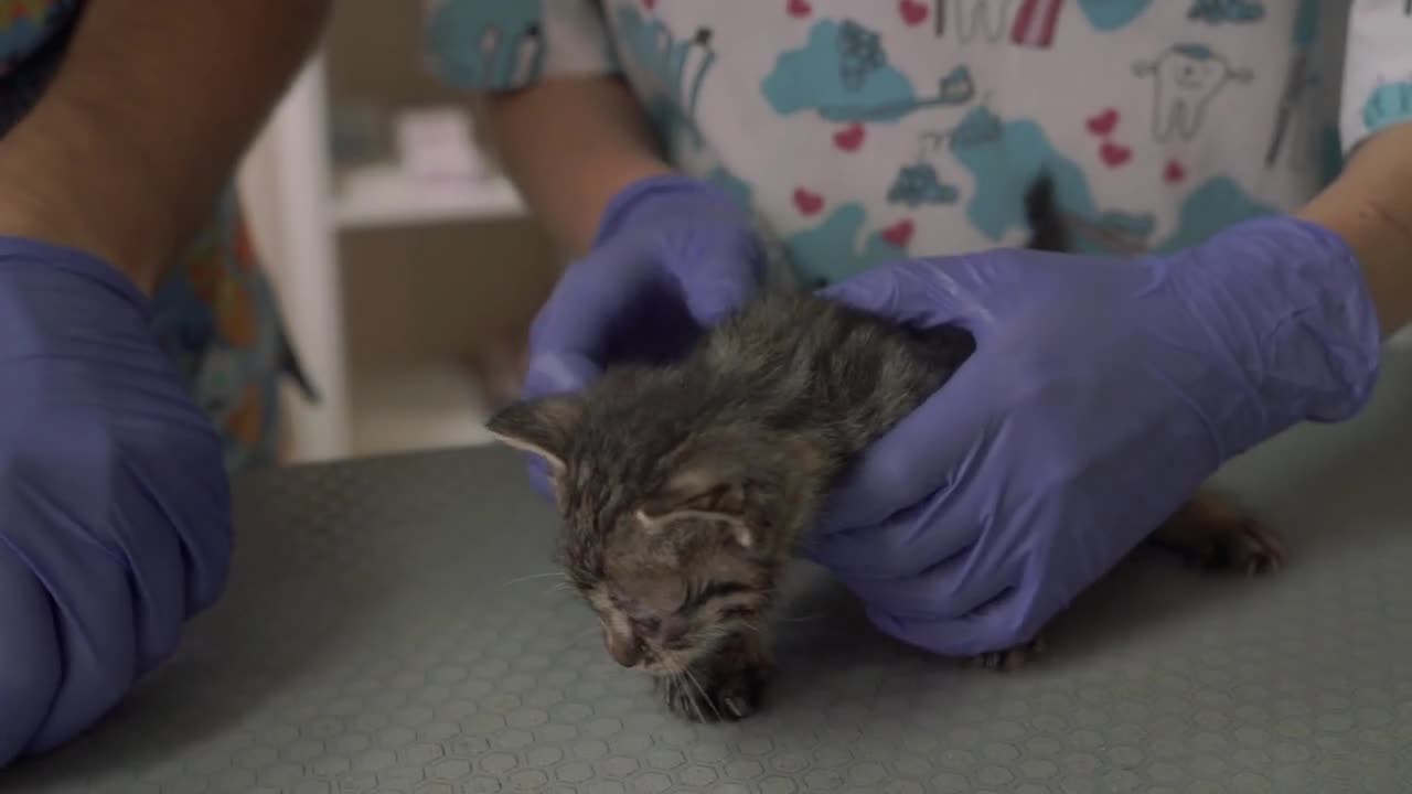 Eyes of a kitten are lubricated with medical ointment