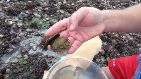 A Family Day Out ,Foraging and Cooking on the Beach with Craig Evans