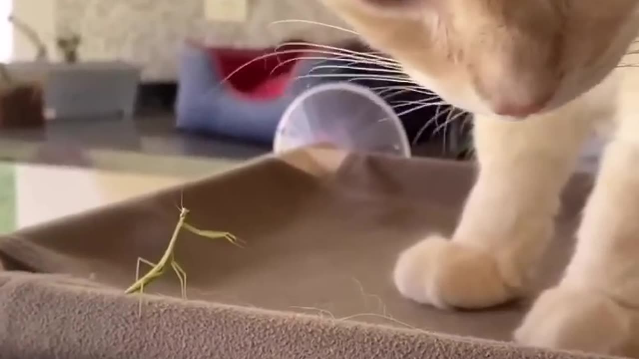 FUnny cat & Dog video
