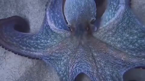 THIS IS A CHAMELEON OCTOPUS