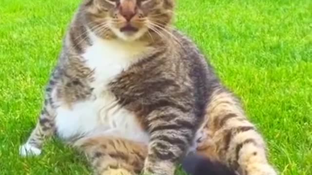 FUNNY CAT VIDEO FUNNY CATS VIDEO MOMENTS CUTE CATS FUNNY ANIMAL#Funny#Shorts