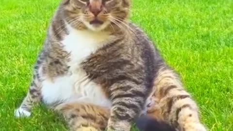 FUNNY CAT VIDEO FUNNY CATS VIDEO MOMENTS CUTE CATS FUNNY ANIMAL#Funny#Shorts