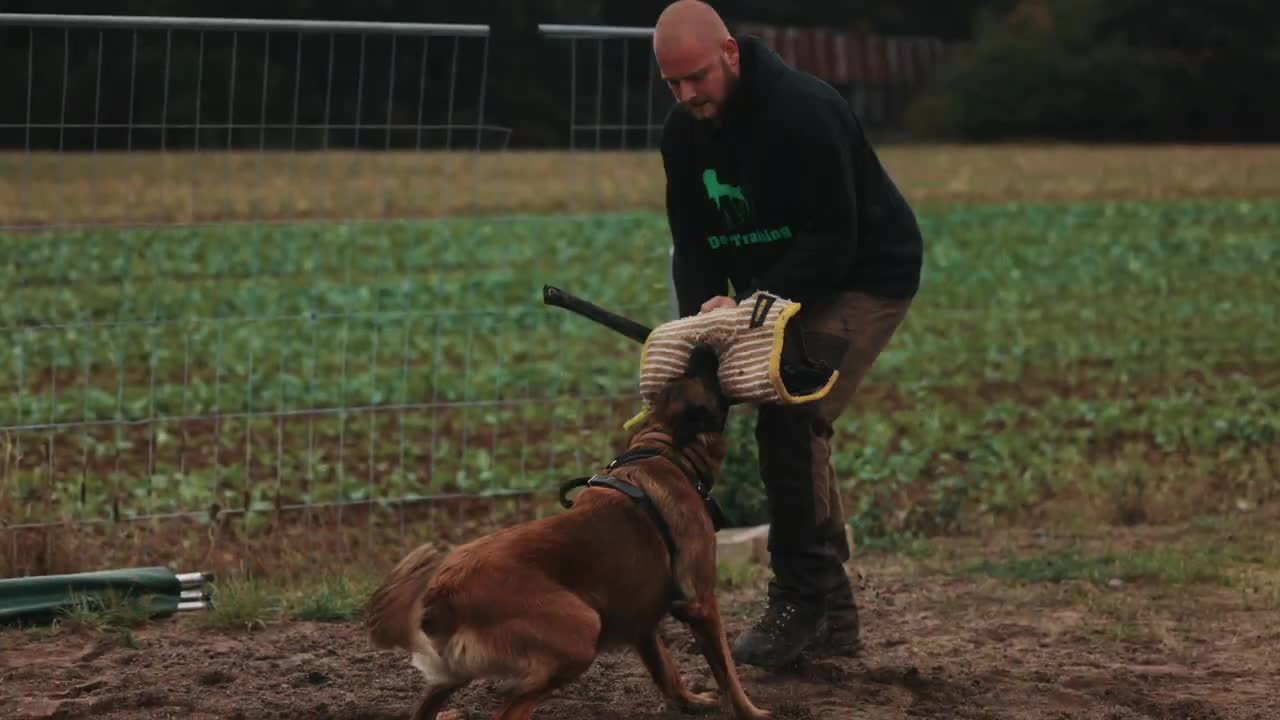 Schäferhund Schutzdienst | SCHUTZ & HUND Kanaltrailer