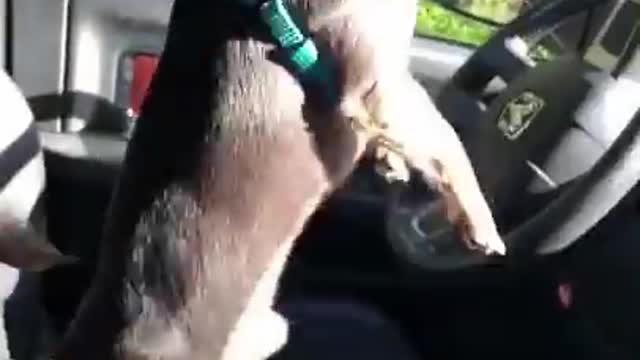Fanny dog