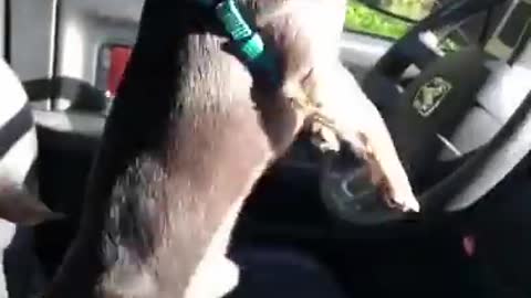 Fanny dog