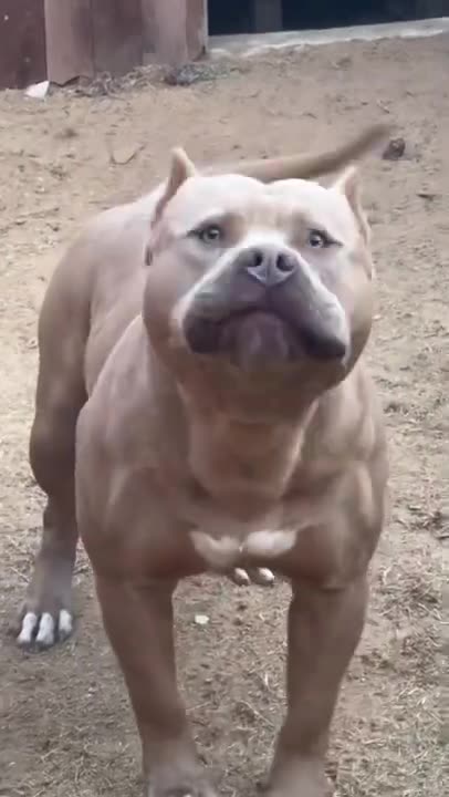 PITBULL DOG BARKING.