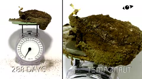 Rotting Fruit on Scale