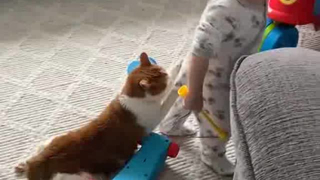 Baby cat #15