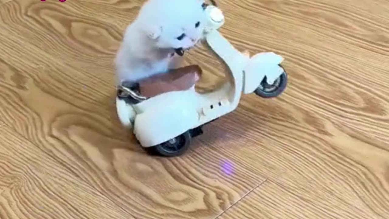 Kitten on a bike