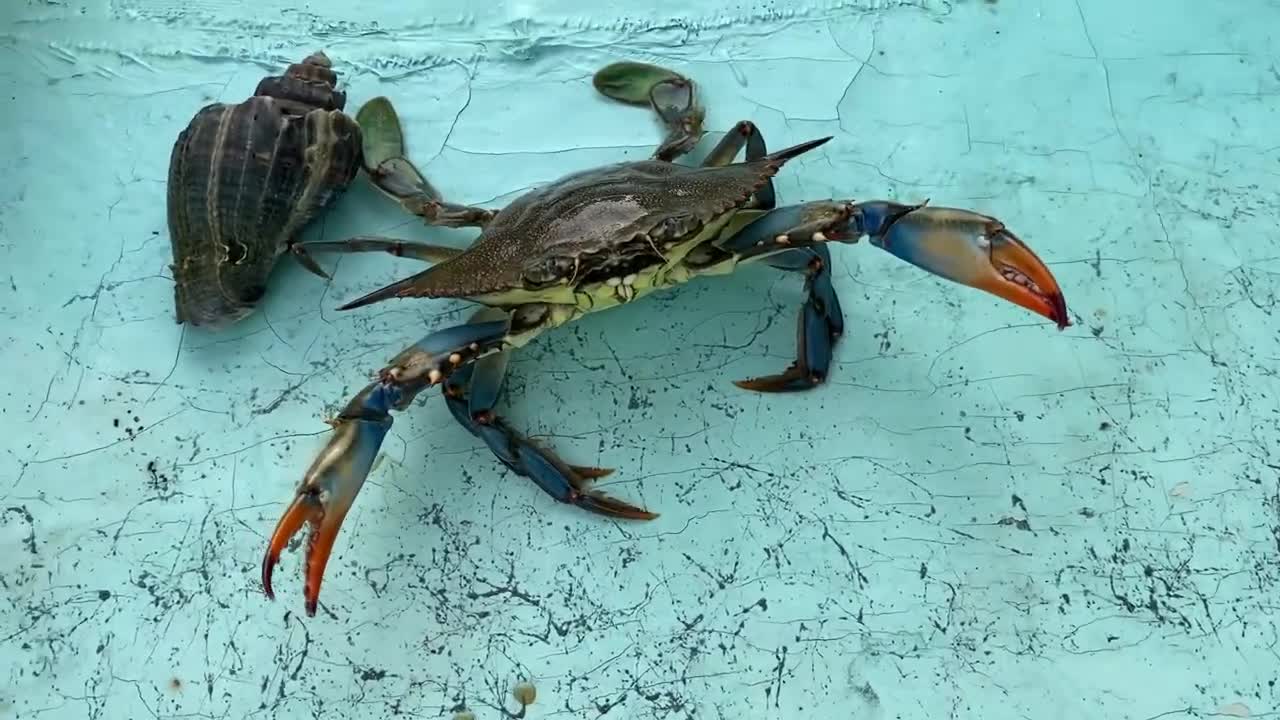 Big Blue Crab