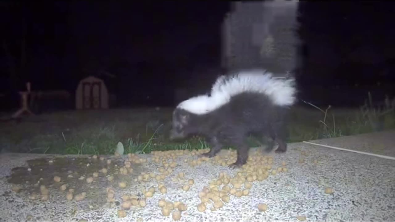 Baby Skunk