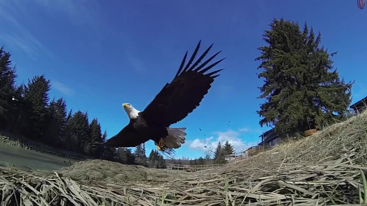 BALD EAGLE VS GOLDEN EAGLE - Which is more powerfull