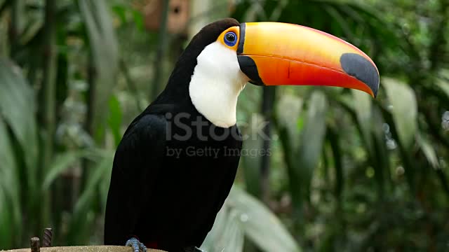 Toucan Bird In Brazil