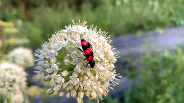 Beautiful flowers