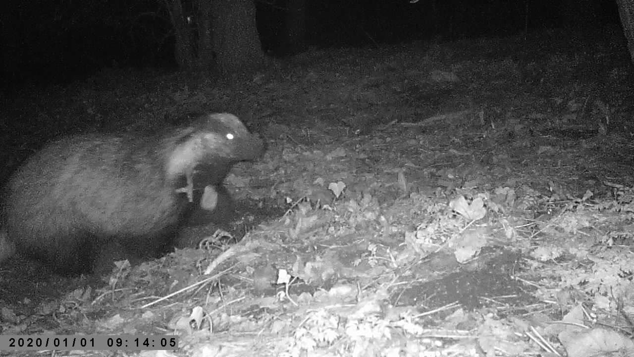 Boris the badger digging in the forest