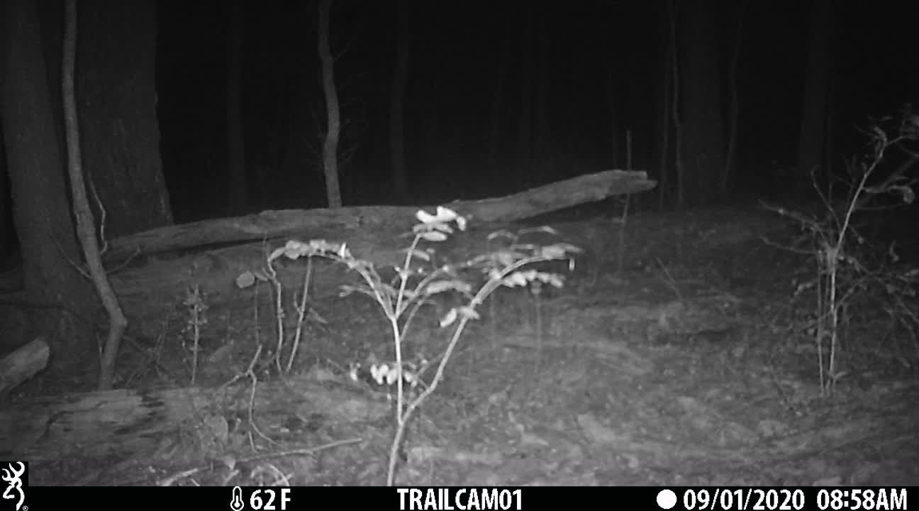 Bobcat in NW Alabama.