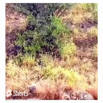 Leopard or Jaguar??? | Crazy Wildlife Video