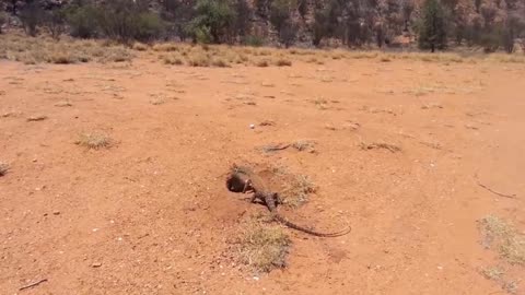 komodo Dragon Eating Rabbit live