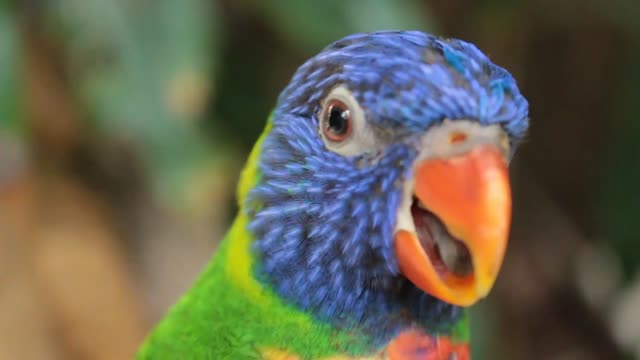 Rainbow Lorikeet