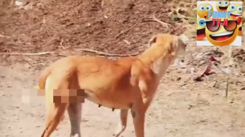 DOG PRANK1video_19_38