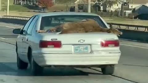 Interesting way to transport a deer