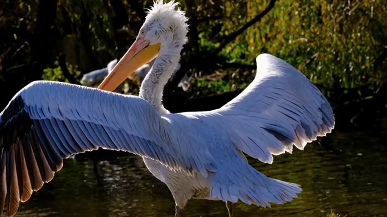 Big Bird taking sun bath