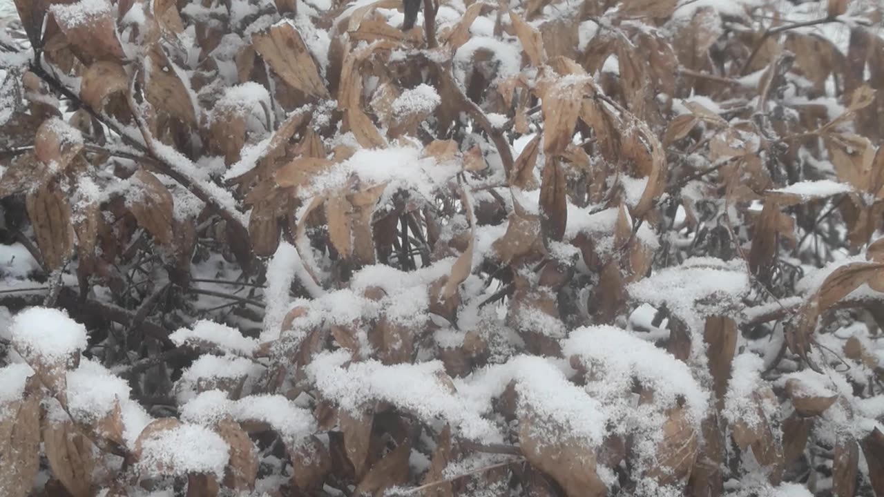 Peonies in Winter