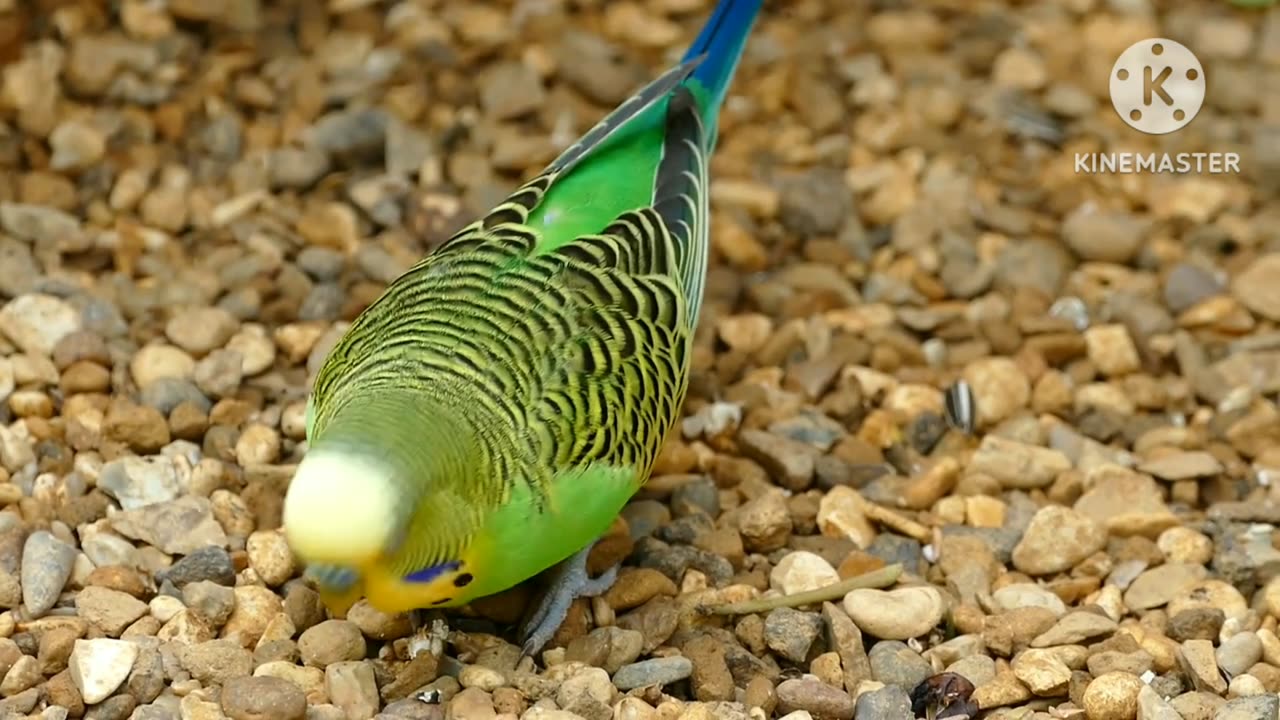 Best Nature video