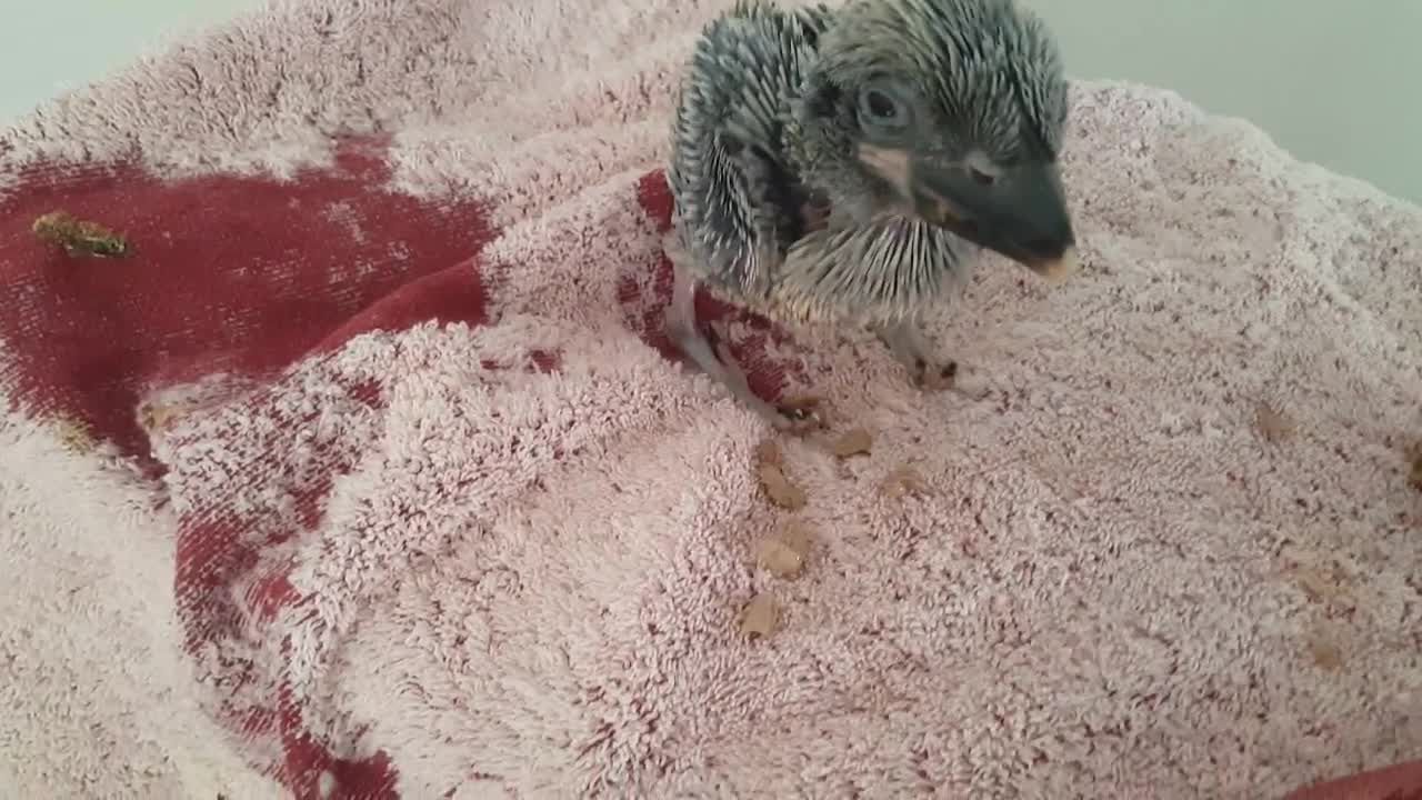 Merry the baby kookaburra eating and growing