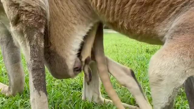 Kangaroo with baby (follow me)