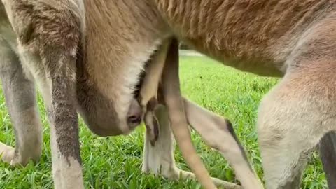 Kangaroo with baby (follow me)