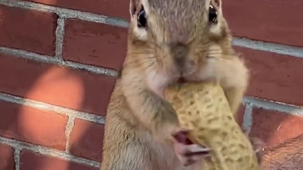 Just listen to the sound of peanuts on the chipmunk's cheek