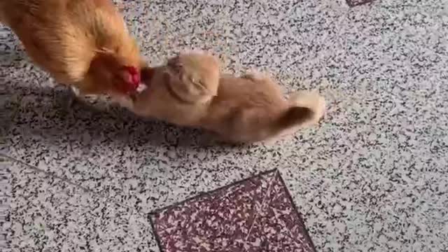 Rooster and cat's friendly fight