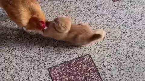 Rooster and cat's friendly fight