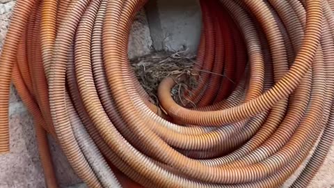 Baby Birds Nestle In Old Hose