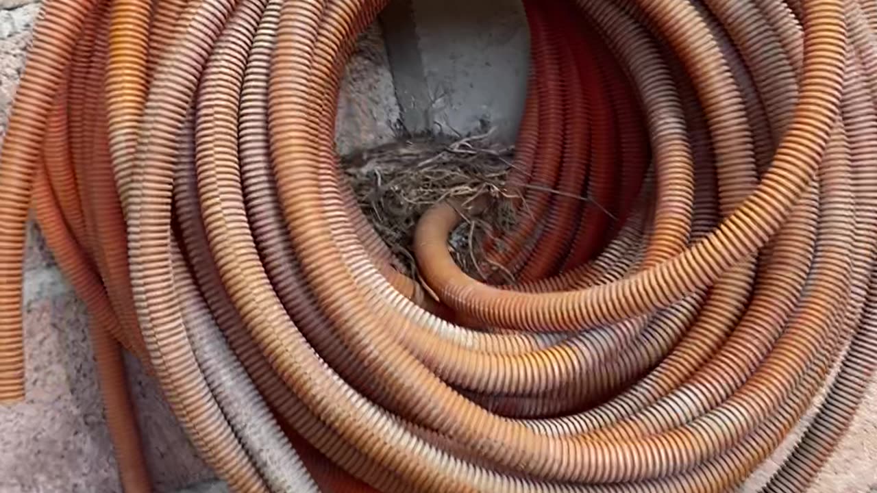 Baby Birds Nestle In Old Hose