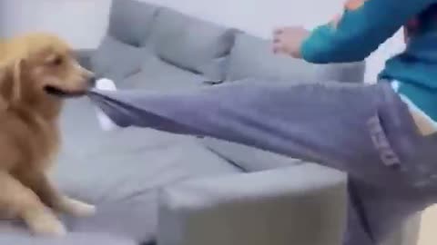 الكلب والغبى مضحك جدا