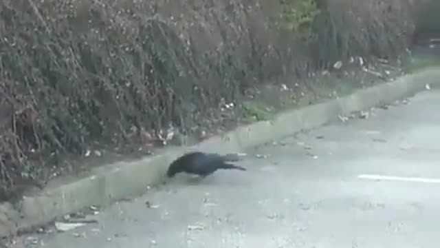 Glory be to God a crow feeds a hungry mouse from its food