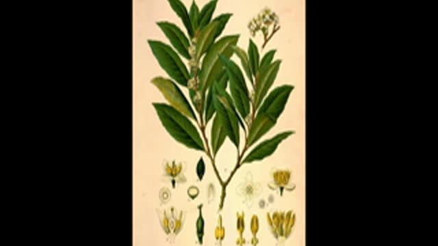 Bitchute Exclusive Video 90 Bay Leaf Domestication