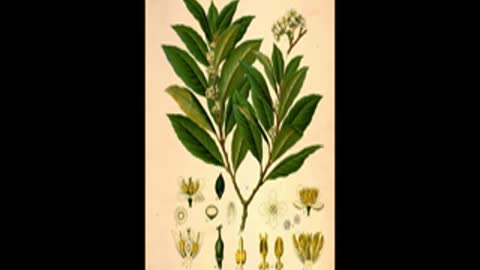 Bitchute Exclusive Video 90 Bay Leaf Domestication