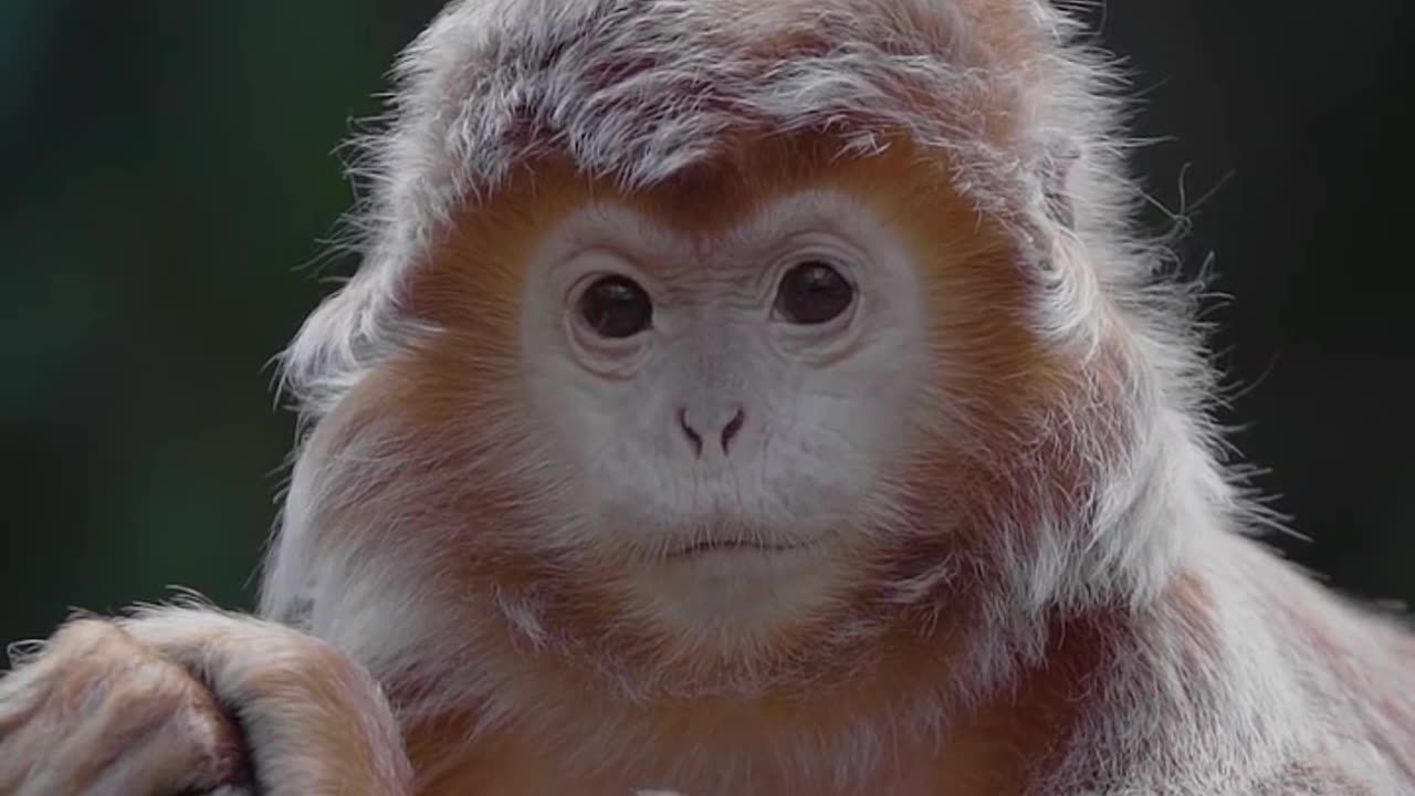 beautiful monkey